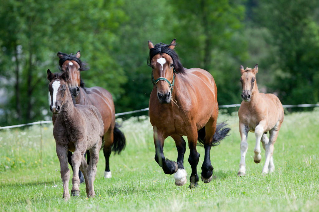 Norikerstuten_Fohlen_c_Alexia_Khruscheva klein.jpg © Alexia Khruscheva, Abdruck honorarfrei Norikerstuten_Fohlen_c_Alexia_Khruscheva klein.jpg © Alexia Khruscheva, Abdruck honorarfrei