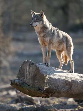 Wolf.jpg Wolf.jpg