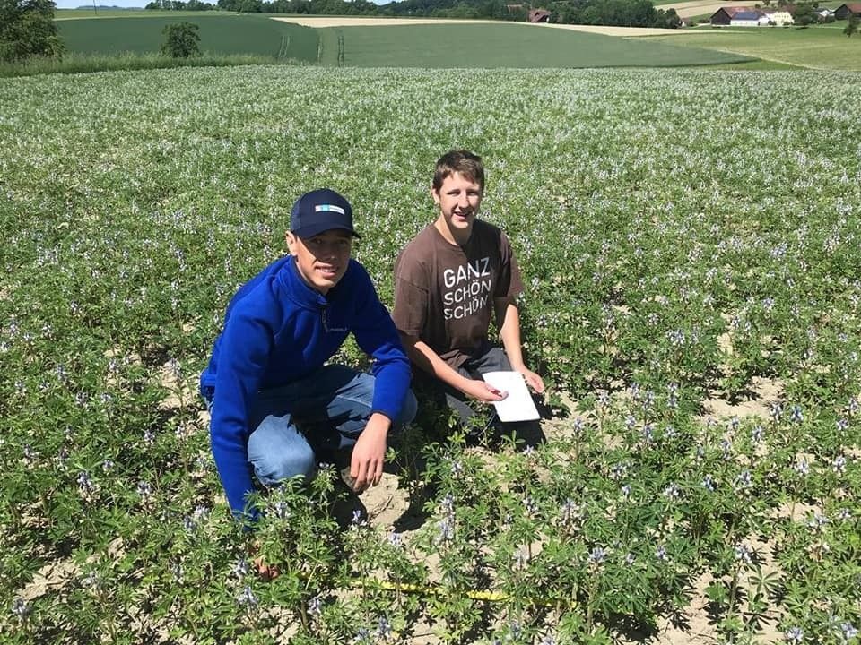 Heute wurde im Inn4tel der Sortenversuch mit Weißer Lupine 🌱mit Diplomanden 👨‍🎓👨‍🎓 der HLBLA Sankt Florian besichtigt & bonitiert. Martin & Bernhard untersuchen in ihrer Diplomarbeit die Anfälligkeit verschiedener Sorten auf Anthraknose 🔥. FRIEDA & CELINA 👍weisen bis jetzt keine Anzeichen auf. Die Sorte SULIMO 🤕 zeigt bereits einen Befall. 
Wir sind gespannt 🤩! Wenn alles gut geht wird eine Futtermittelanalyse für die Eignung zur Schweinemast mit der Fa. Schaumann durchgeführt. © BWSB