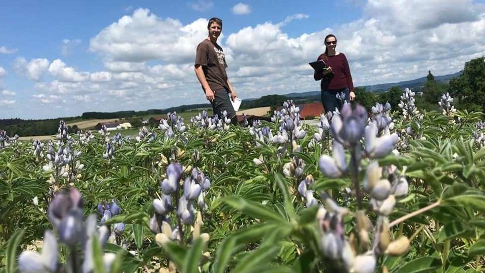 Besichtigung des Sortenversuchs mit "Weißer Lupine" im Innviertel, 30. Mai 2022