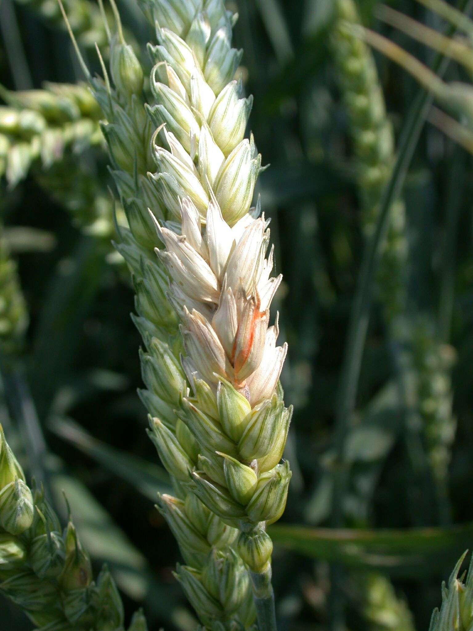Ährenfusariumx.jpg © Landwirtschaftskammer Oberösterreich/Köppl Ährenfusariumx.jpg © Landwirtschaftskammer Oberösterreich/Köppl