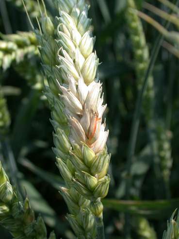 Ährenfusariumx.jpg © Landwirtschaftskammer Oberösterreich/Köppl Ährenfusariumx.jpg © Landwirtschaftskammer Oberösterreich/Köppl