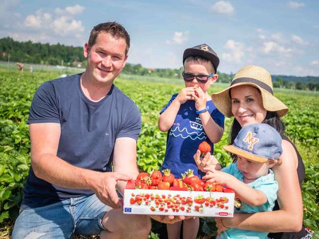 Erdbeeren pflücken