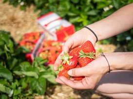 Erdbeeren Erdbeeren