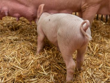 Schwänze Schwein.jpg © agrarfoto Schwänze Schwein.jpg © agrarfoto