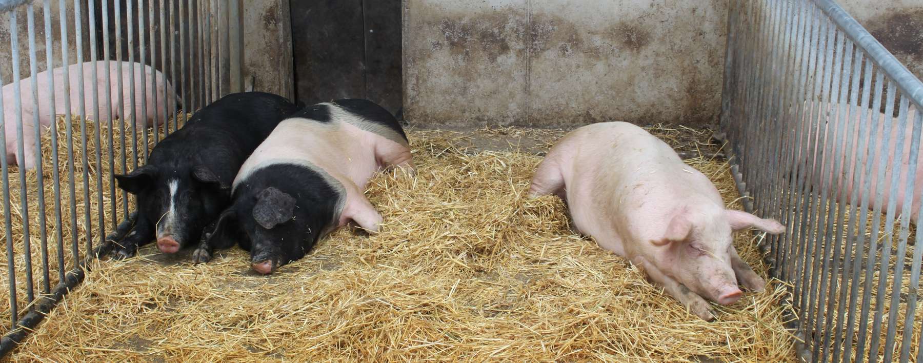Schweine auf Stroh.jpg © LK Kärnten/Andreas Mak Schweine auf Stroh.jpg © LK Kärnten/Andreas Mak