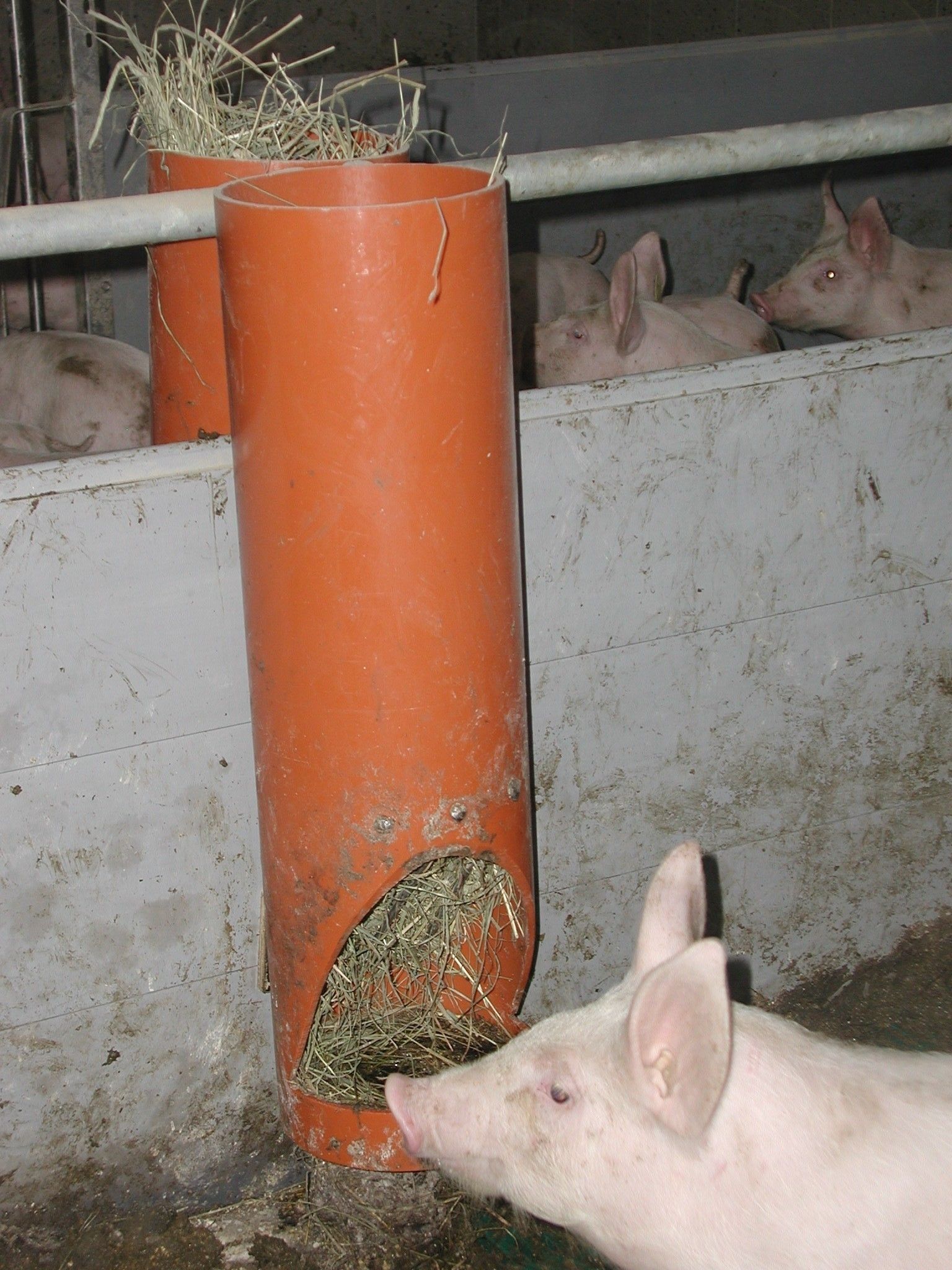 Schweine Selbstbau.jpg © LK Kärnten/Andreas Mak Schweine Selbstbau.jpg © LK Kärnten/Andreas Mak