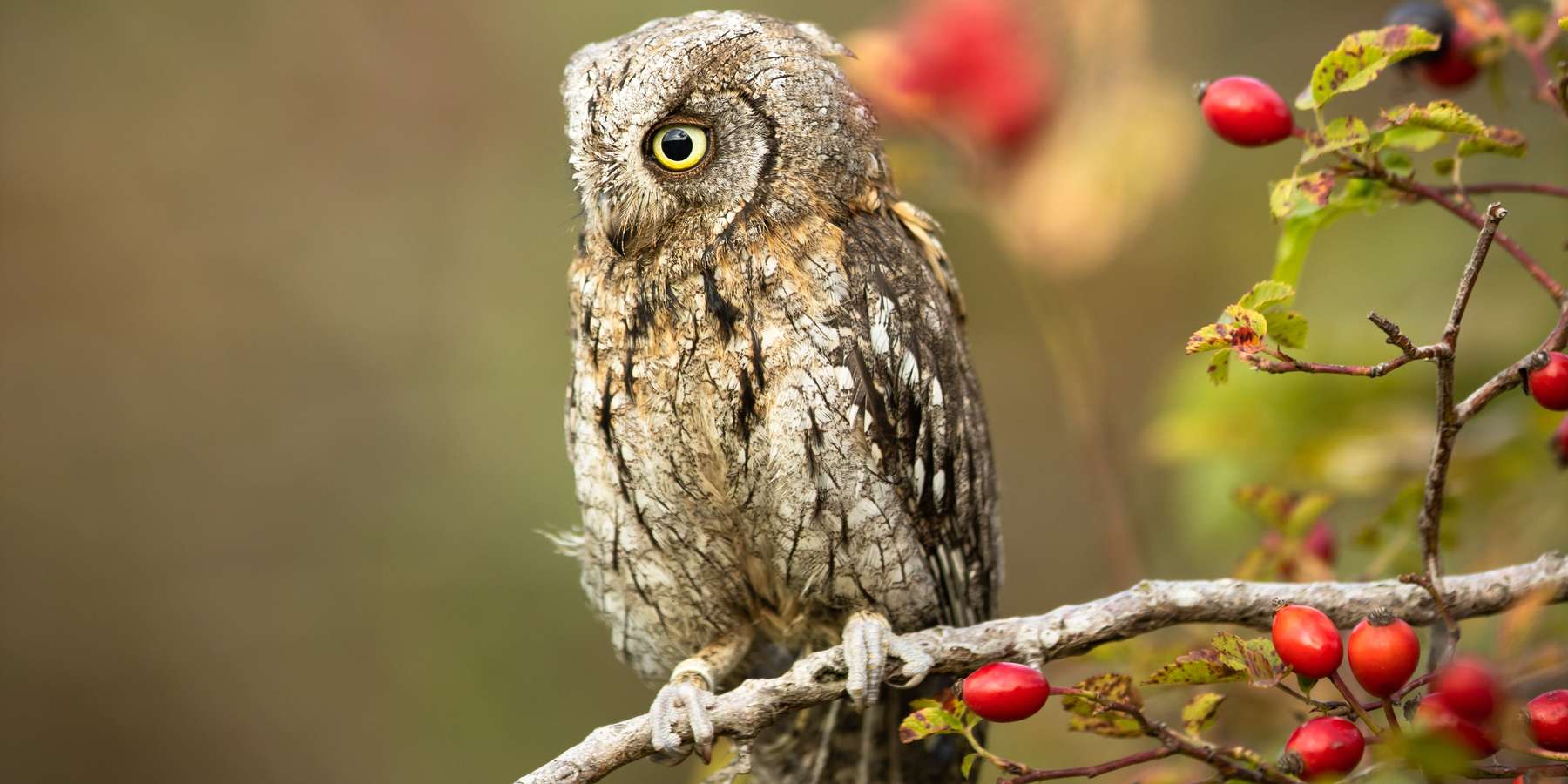 Zwergohreule.jpg © adobe.stock Zwergohreule.jpg © adobe.stock