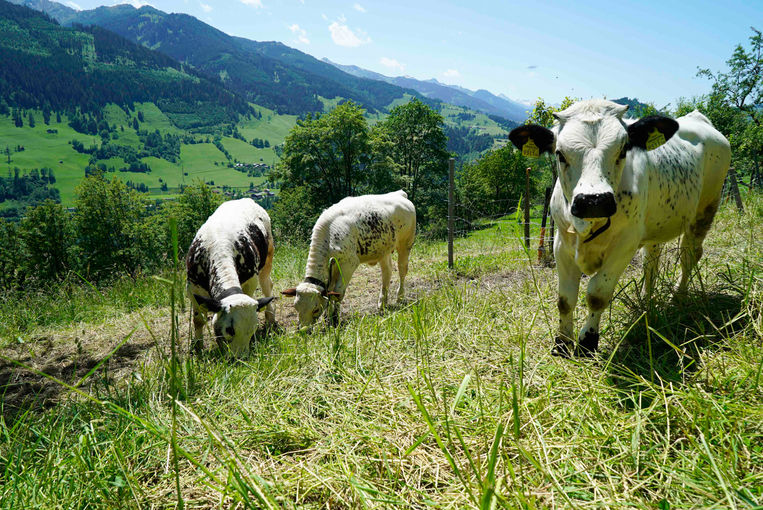 Das Gesamtpaket überzeugt – Hinterlaffergut in Goldegg.jpg © Kronreif Das Gesamtpaket überzeugt – Hinterlaffergut in Goldegg.jpg © Kronreif