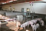 Die Futterkosten in der Schweinemast und in der Ferkelproduktion gehören zu den größten Kostenpositionen. Hier können gezielte Maßnahmen einer Kostenerhöhung entgegenwirken.