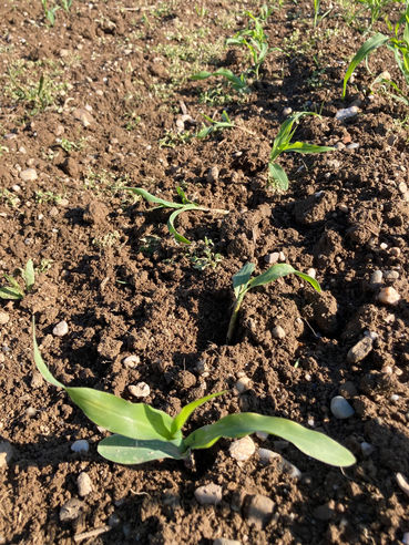 Krähen graben nach den Körnern.jpg © LK Sbg/Dürnberger