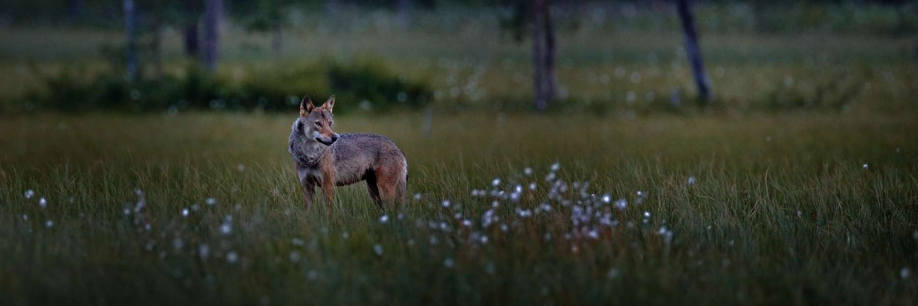 Wolf Nacht.jpg © adobe.stock Wolf Nacht.jpg © adobe.stock