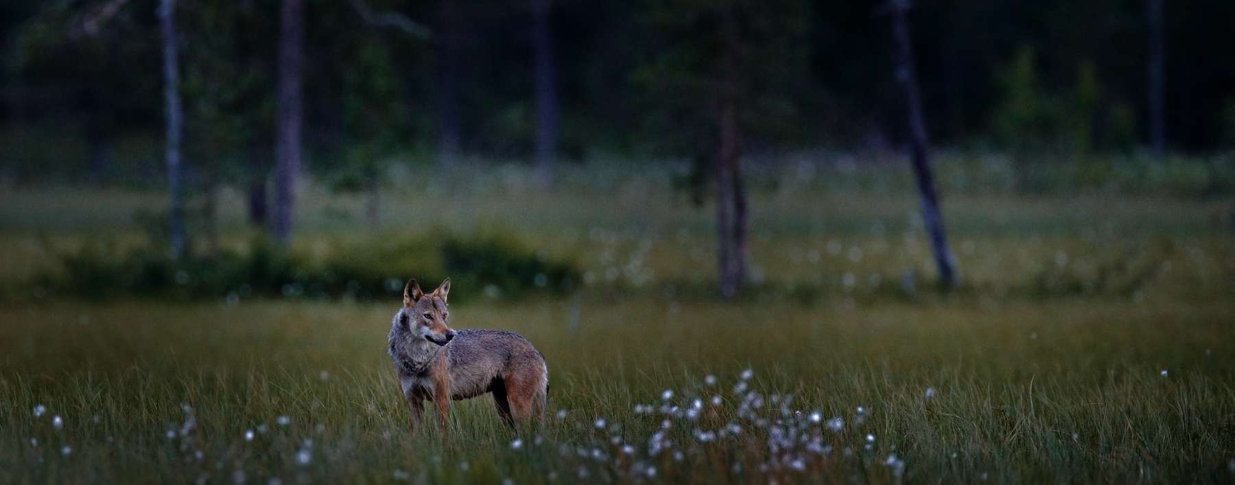 Wolf Nacht.jpg