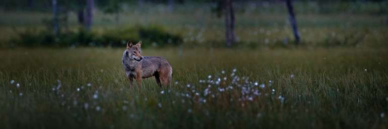 Wolf Nacht.jpg © adobe.stock Wolf Nacht.jpg © adobe.stock