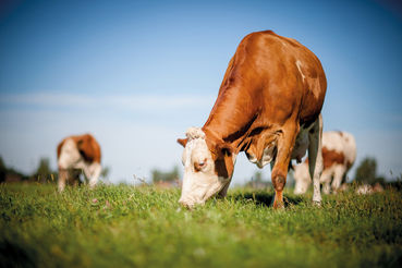 Kuh ein Klimakiller © teamfoto - Fotolia.jpg © stock.adobe.com Kuh ein Klimakiller © teamfoto - Fotolia.jpg © stock.adobe.com