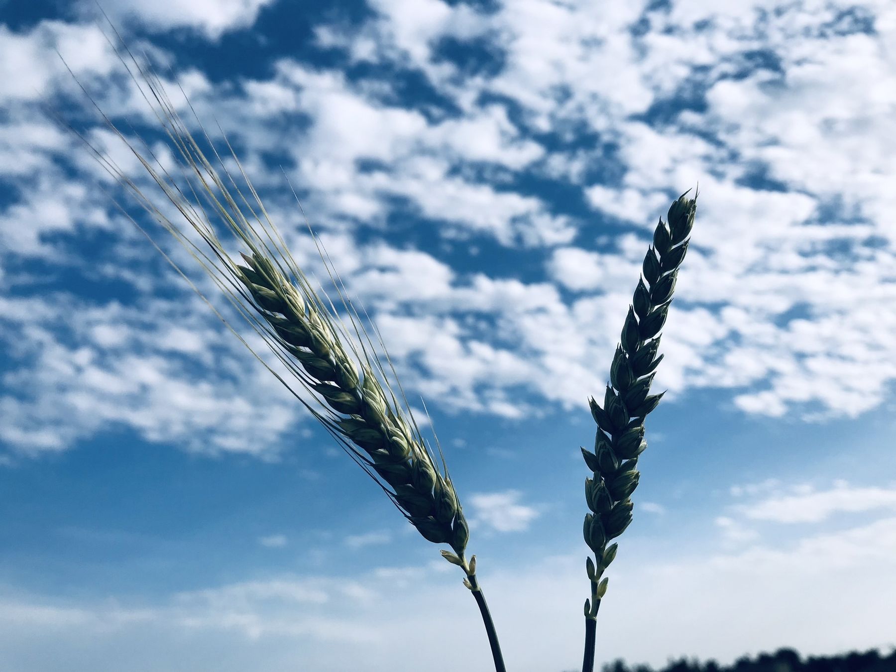 Grannenweizen rechts | Kolbenweizen links © BWSB