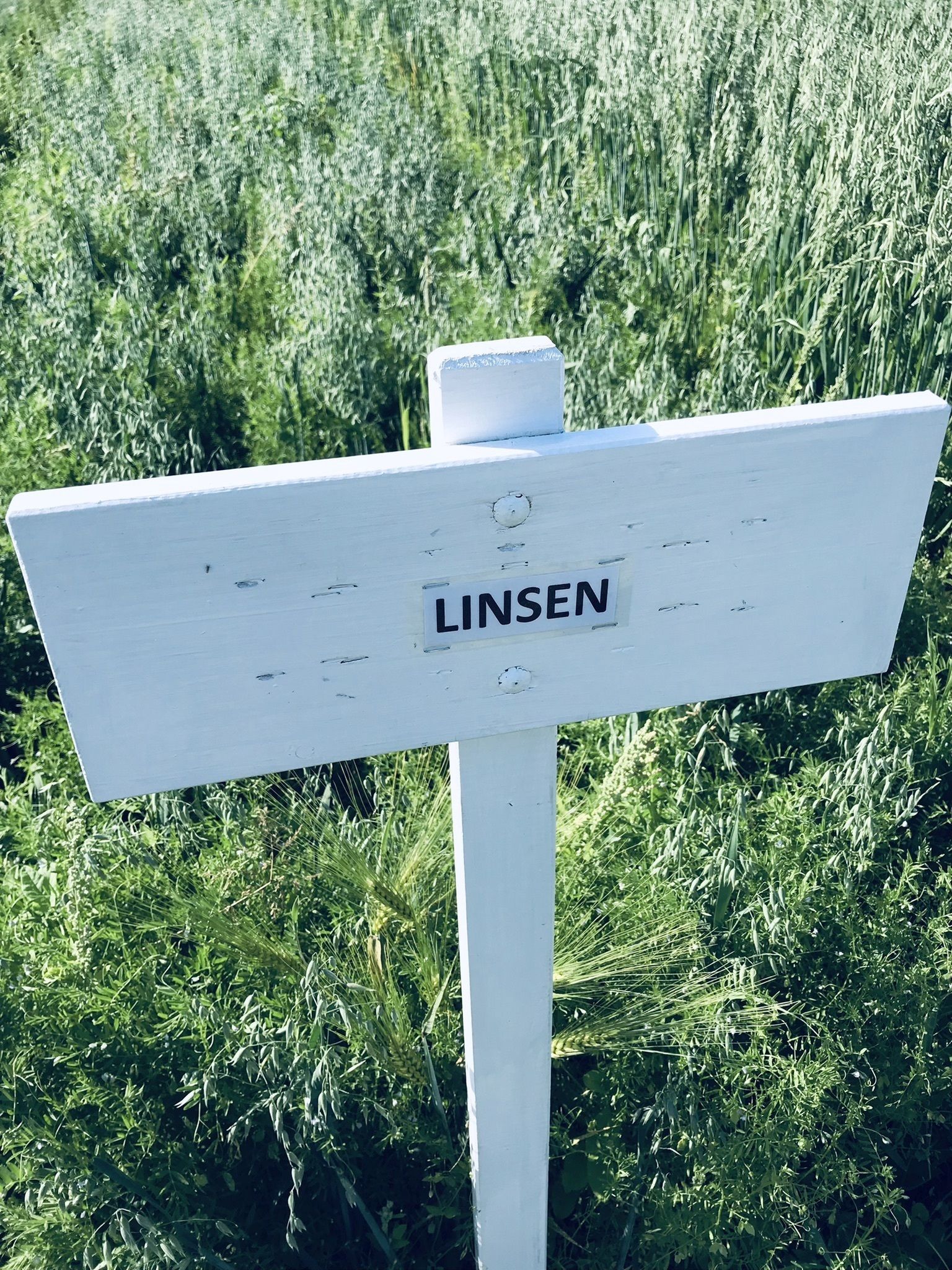 Linsen © BWSB