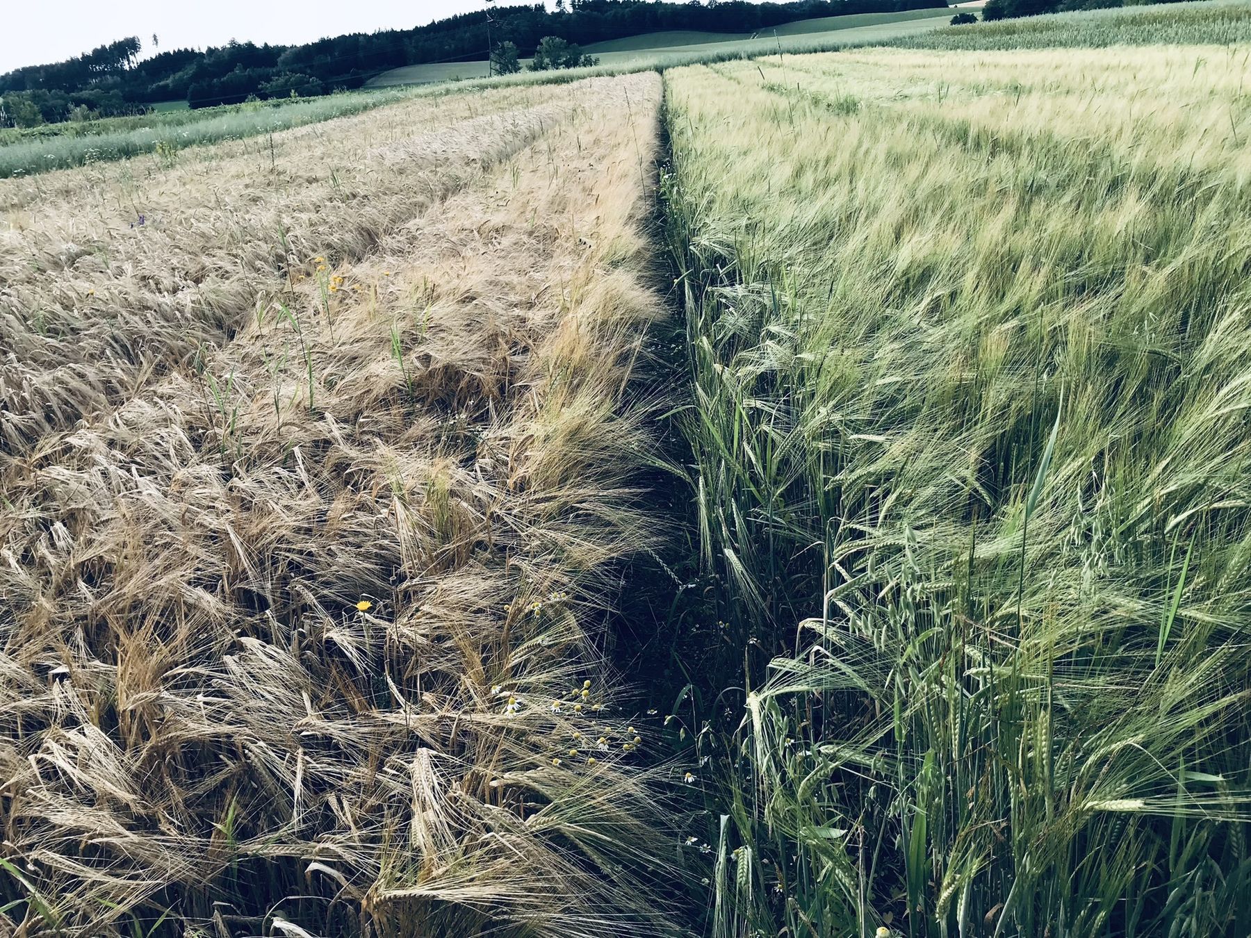 Sommerbraugerste Anbau im Herbst link | Sommerbraugerste Anbau im Frühjahr