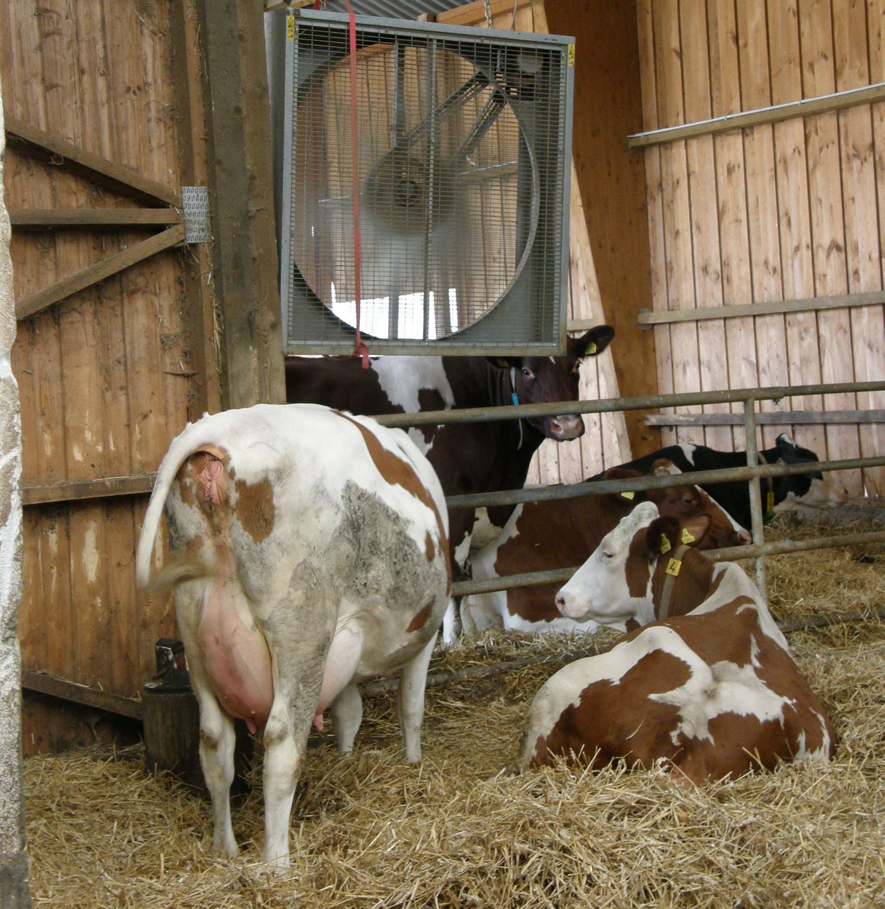 Stallklima Ventilator.jpg © LK Kärnten/Wolfgang Stromberger Stallklima Ventilator.jpg © LK Kärnten/Wolfgang Stromberger
