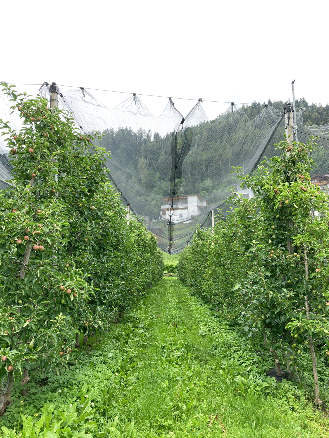 Obstgarten mit  Hagelnetz