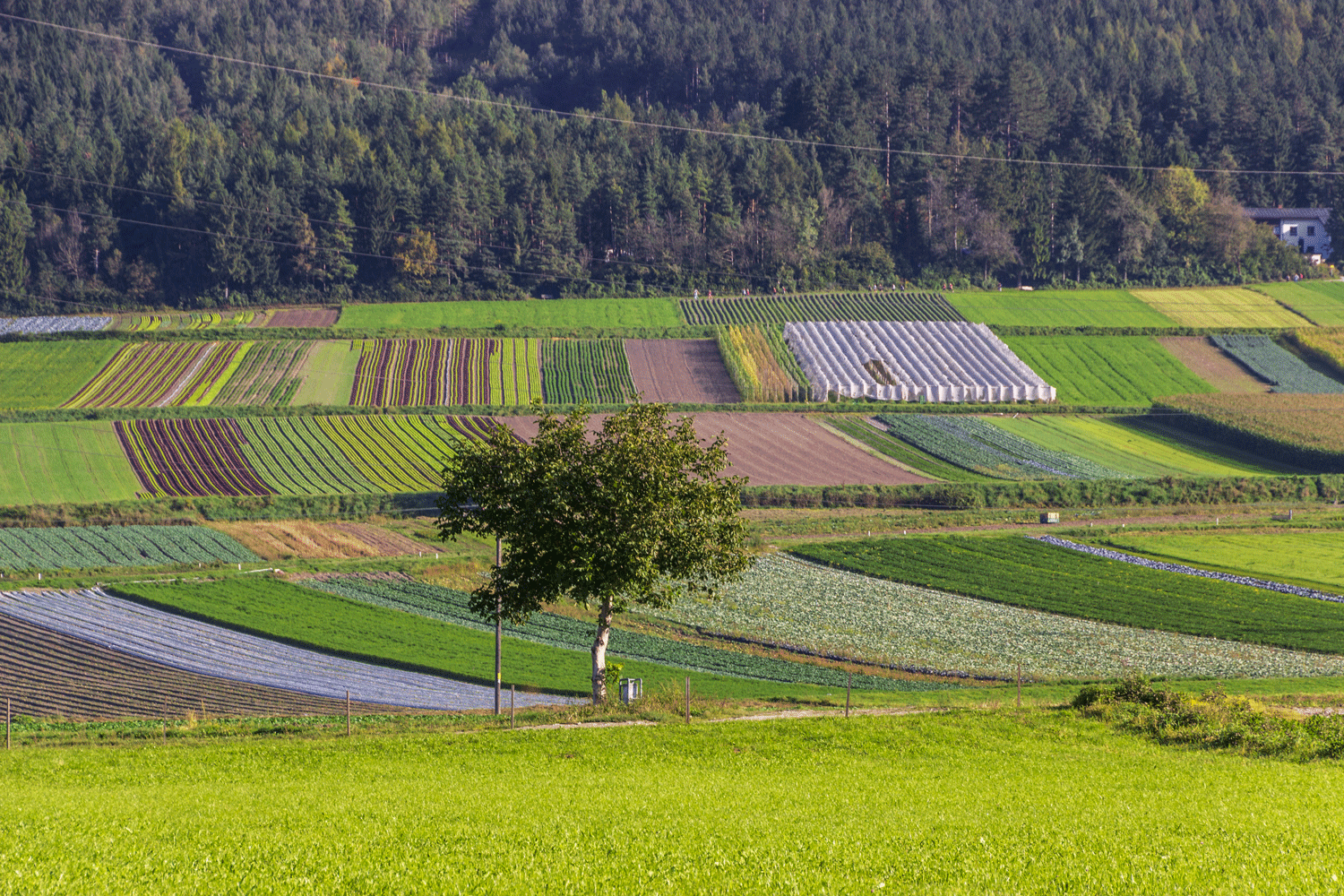 Gemüsefelder © Michaela Kölle Gemüsefelder © Michaela Kölle