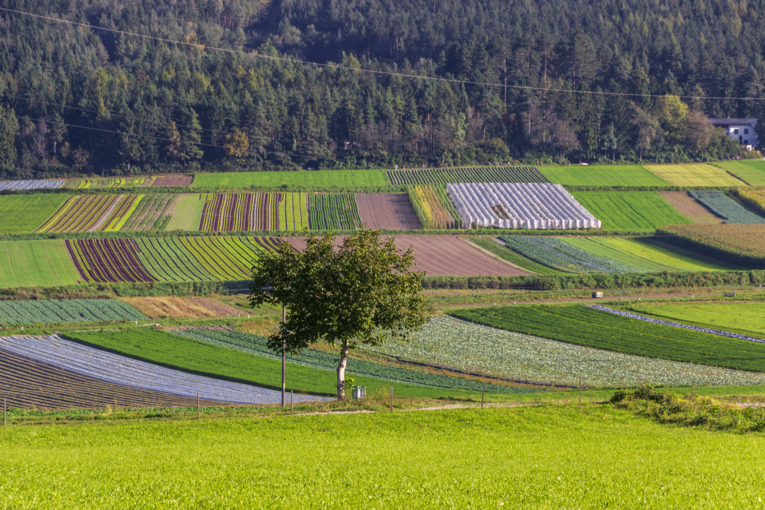 Gemüsefelder © Michaela Kölle Gemüsefelder © Michaela Kölle