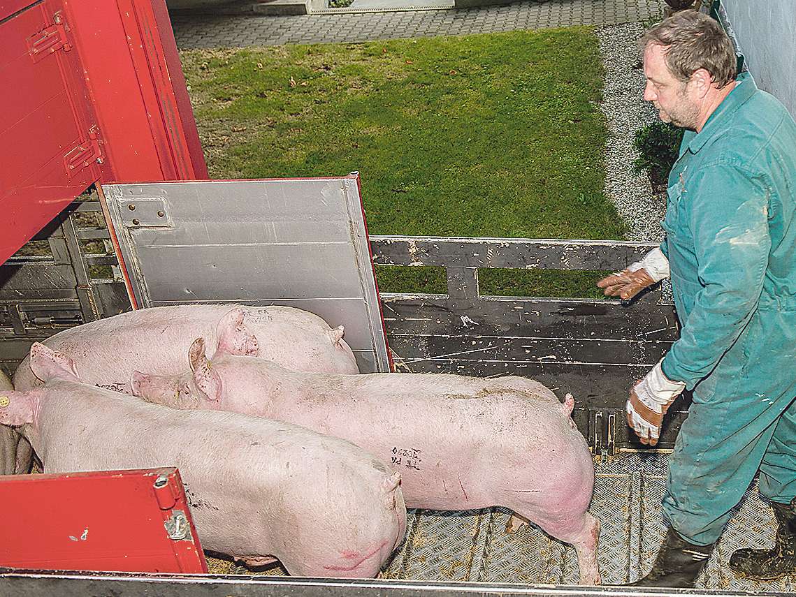 Schweine verladen © Agrarfoto.at Schweine verladen © Agrarfoto.at