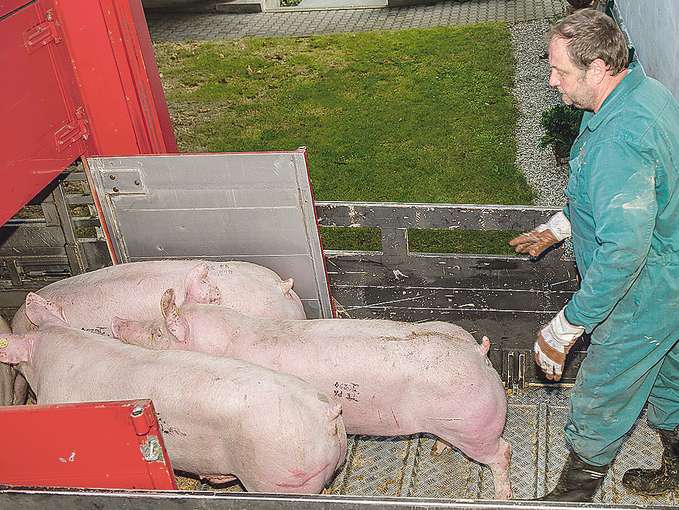 Schweine verladen