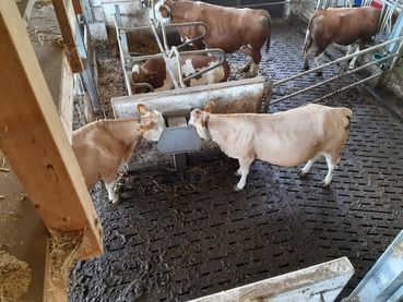 Doppeltränke Übergang.jpg © Arbeitskreis Milchproduktion