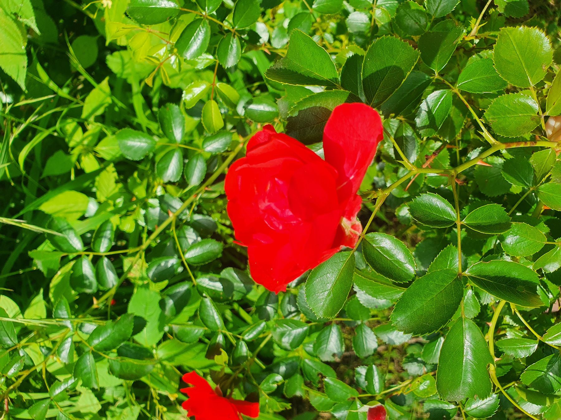 Roseblüte_drei- und fünfteiliges Blatt (C) LK Oberlechner (2).jpg © Oberlechner Roseblüte_drei- und fünfteiliges Blatt (C) LK Oberlechner (2).jpg © Oberlechner
