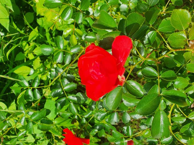 Roseblüte_drei- und fünfteiliges Blatt (C) LK Oberlechner (2).jpg © Oberlechner