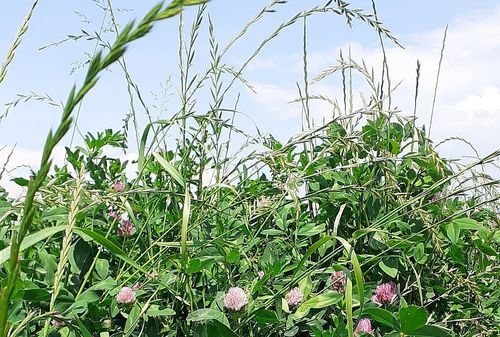 Raygrser in Ackerkulturen | Landwirtschaftskammer Obersterreich