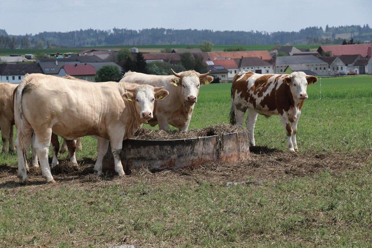 © Paula Pöchlauer-Kozel/LK Niederösterreich