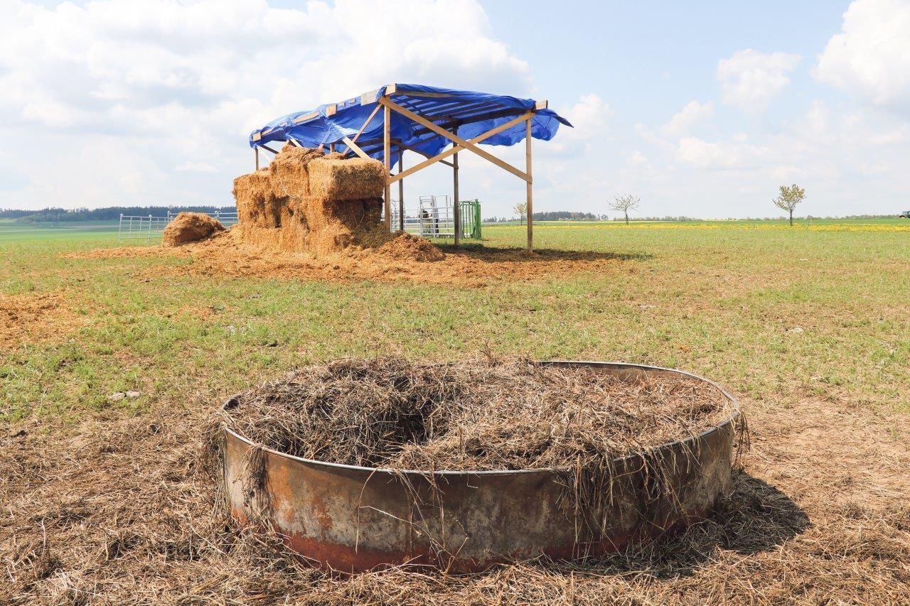 Kleegrassilage gibt es in selbst gebauten Eisenringen. Die Unterstände errichten sie selbst in Modulbauweise. Im Winter schützen Wände aus Strohballen vor Zug. Eine Kunststoffplane befestigen sie als Dach. © Paula Pöchlauer-Kozel/LK Niederösterreich