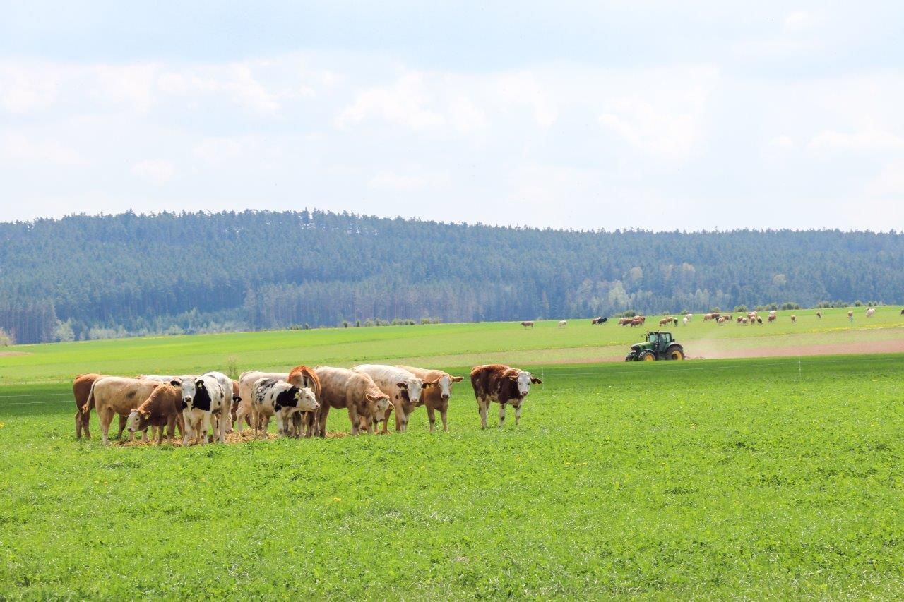 © Paula Pöchlauer-Kozel/LK Niederösterreich