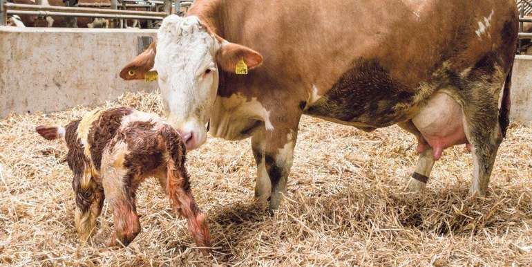 Mit Hygiene und einer fachmännischen Versorgung lässt sich ein Kalb auf seinen ersten Schritten bestens unterstützen. © agrarfoto.com Mit Hygiene und einer fachmännischen Versorgung lässt sich ein Kalb auf seinen ersten Schritten bestens unterstützen. © agrarfoto.com