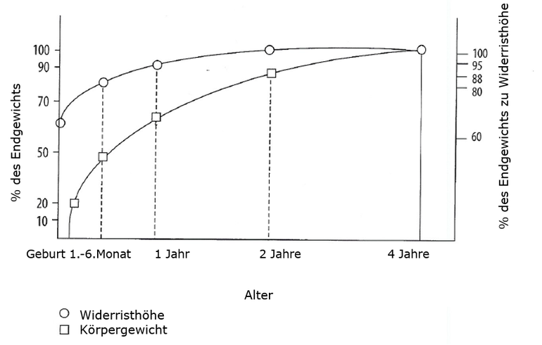 Grafik zeigt die Lebendmasse und Widerristhöhe eines Warmbluts