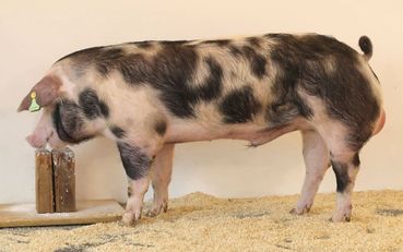 Ebson.jpg © PIG Austria Ebson.jpg © PIG Austria