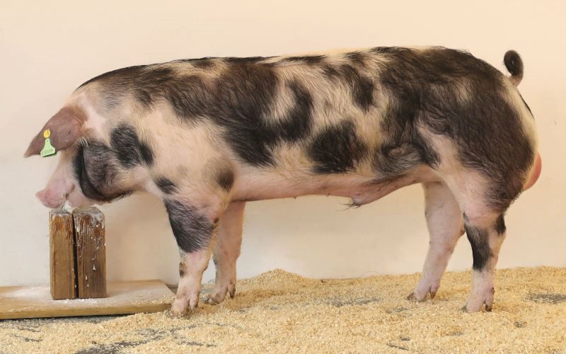 Ebson.jpg © PIG Austria Ebson.jpg © PIG Austria