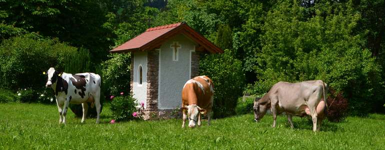 Der 72. NÖ Almwandertag führt am 15. August 2022 in die Gemeinde Ybbsitz.