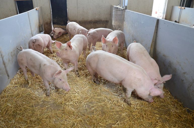 Tierwohlpaket_Schweine TW100 Betrieb Schmidsberger_LK OÖ Frei (1).jpg © LK OÖ/Frei-Ollmann Tierwohlpaket_Schweine TW100 Betrieb Schmidsberger_LK OÖ Frei (1).jpg © LK OÖ/Frei-Ollmann