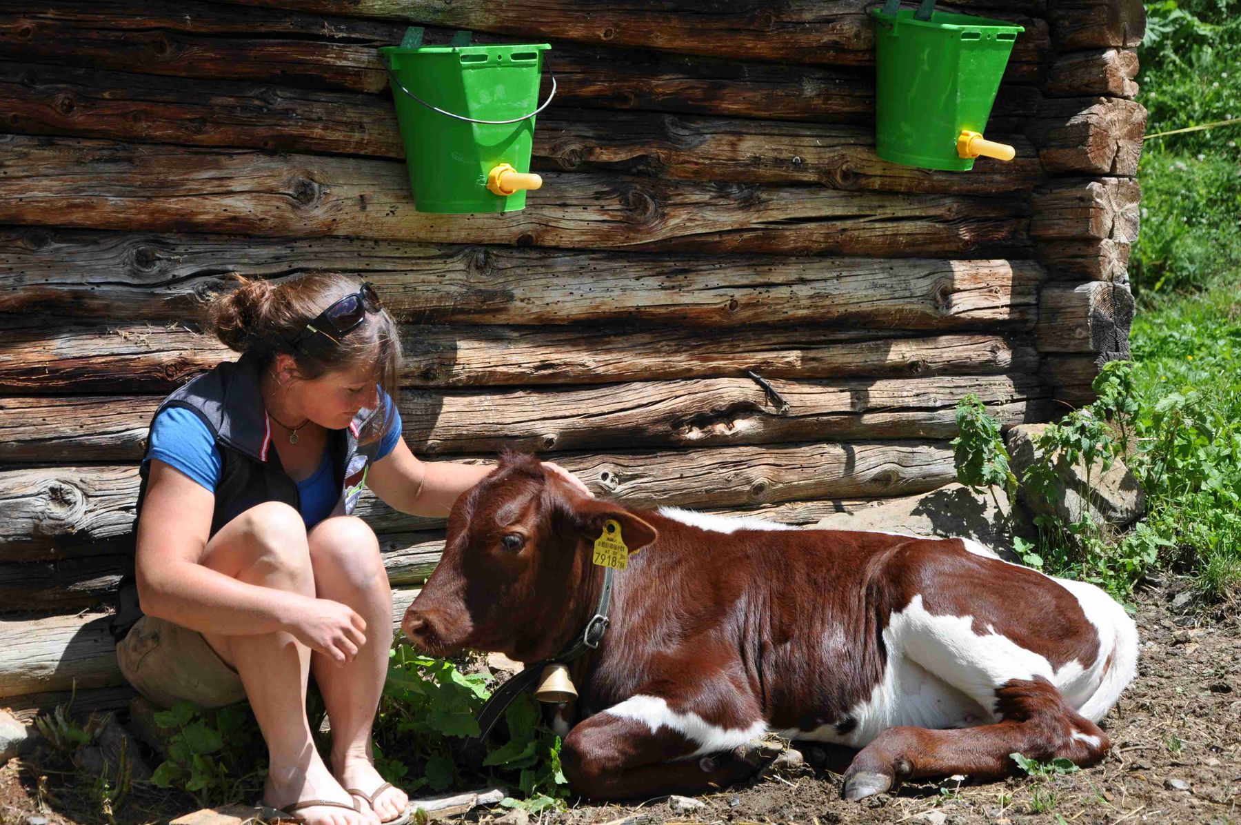 Kalb Piffalm.jpg © Mooslechner Kalb Piffalm.jpg © Mooslechner