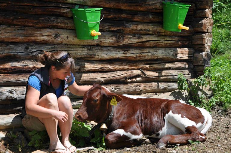 Kalb Piffalm.jpg © Mooslechner Kalb Piffalm.jpg © Mooslechner