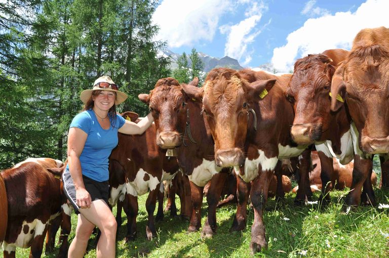 Piffalm Rinder.jpg © Mooslechner Piffalm Rinder.jpg © Mooslechner