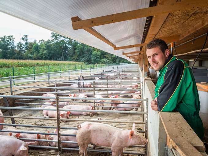 Schweinestall Markus Klobassa © LK-Stmk/Alexander Danner