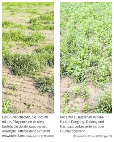 Feldfutteranbau3.jpg © LK Kärnten Feldfutteranbau3.jpg © LK Kärnten