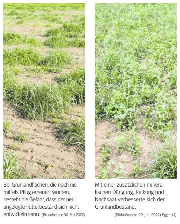 Feldfutteranbau3.jpg © LK Kärnten Feldfutteranbau3.jpg © LK Kärnten