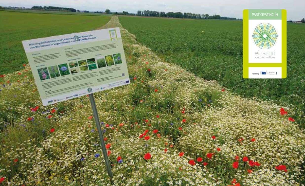 Screenshot Broschüre Nützlingsblühstreifen © Fachbroschüre zum EIP-AGRI-Projekt Screenshot Broschüre Nützlingsblühstreifen © Fachbroschüre zum EIP-AGRI-Projekt