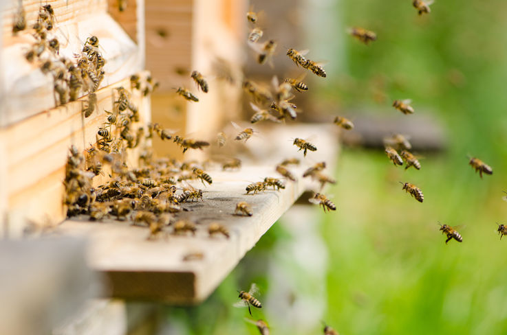 Bienenstock AdobeStock 89758586.jpg Bienenstock AdobeStock 89758586.jpg