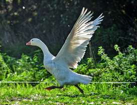 Freilandgänse Freilandgänse